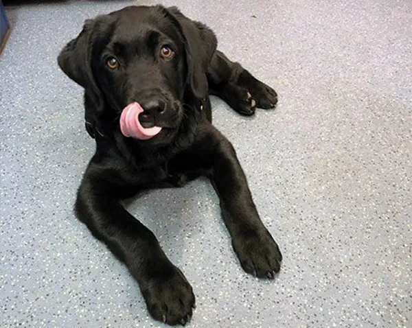 Buddy - unser neuer Mitarbeiter